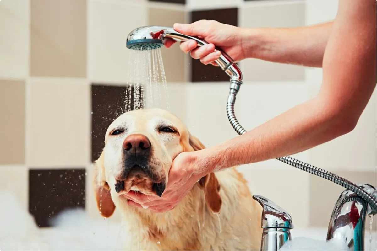 Soft water for your family and pets